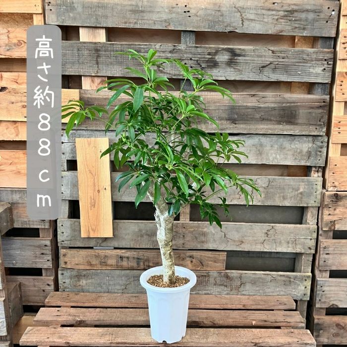 観葉植物現品販売