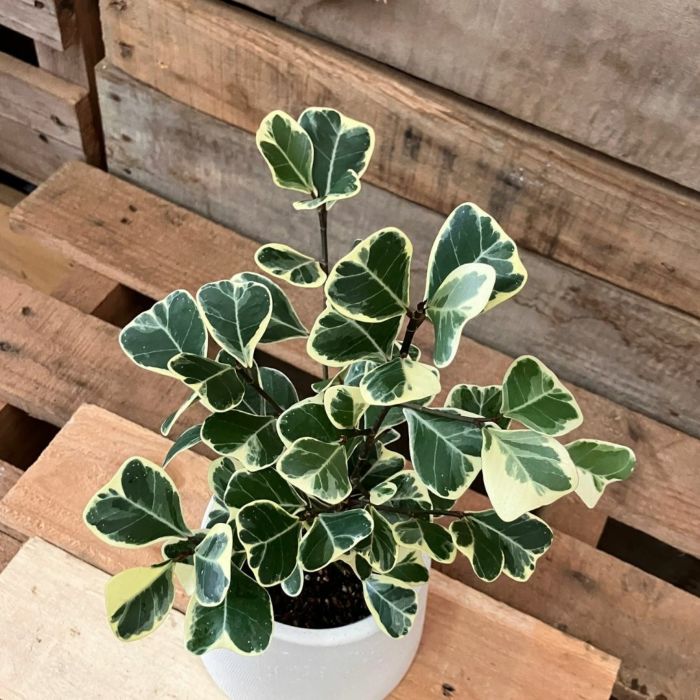 観葉植物現品販売