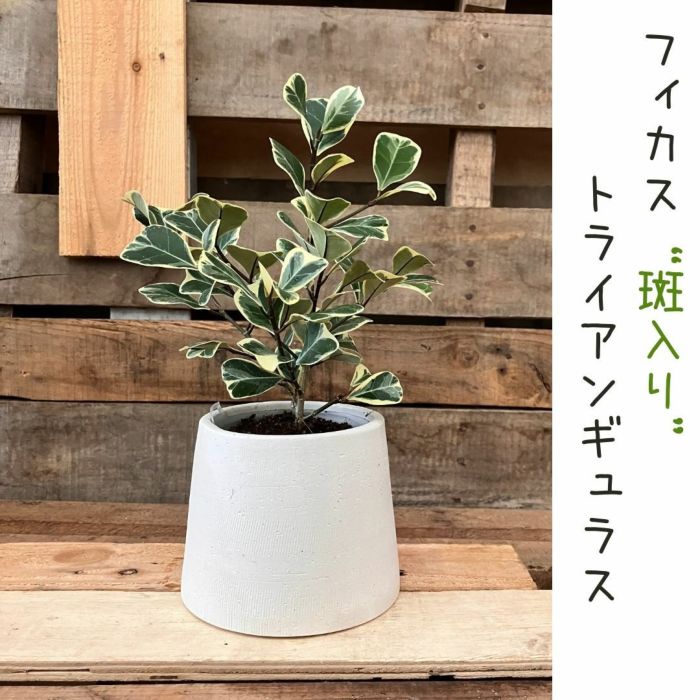観葉植物現品販売