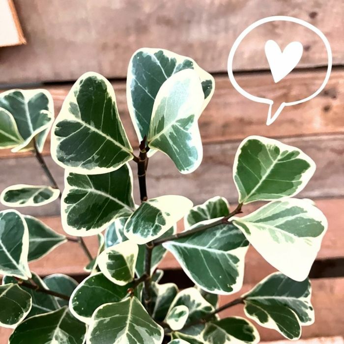 観葉植物現品販売