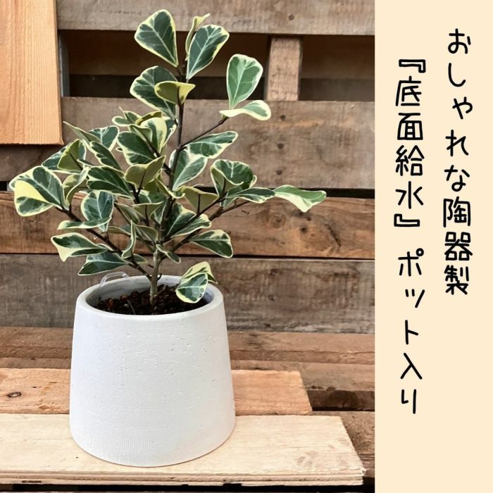 観葉植物現品販売
