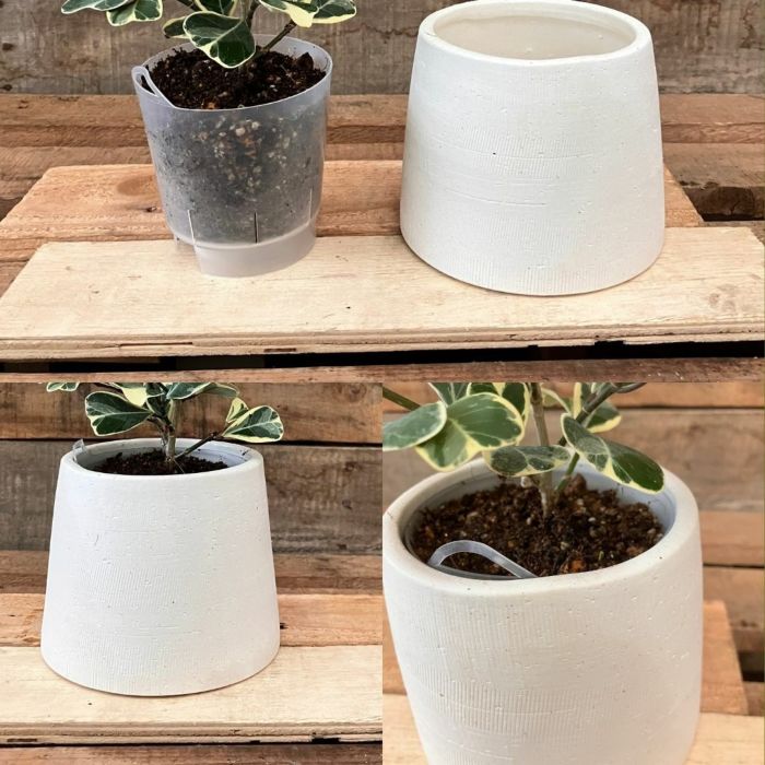 観葉植物現品販売