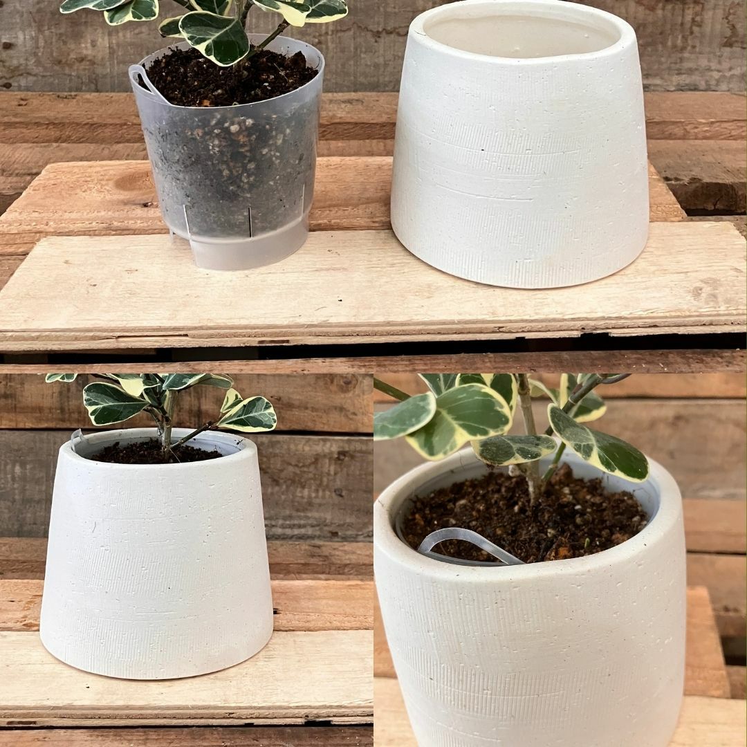 観葉植物現品販売