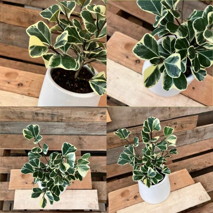 観葉植物現品販売