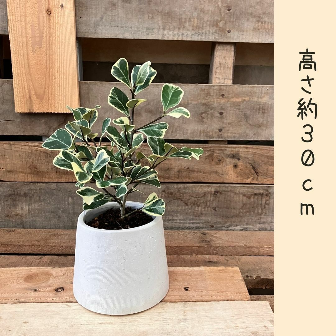 観葉植物現品販売