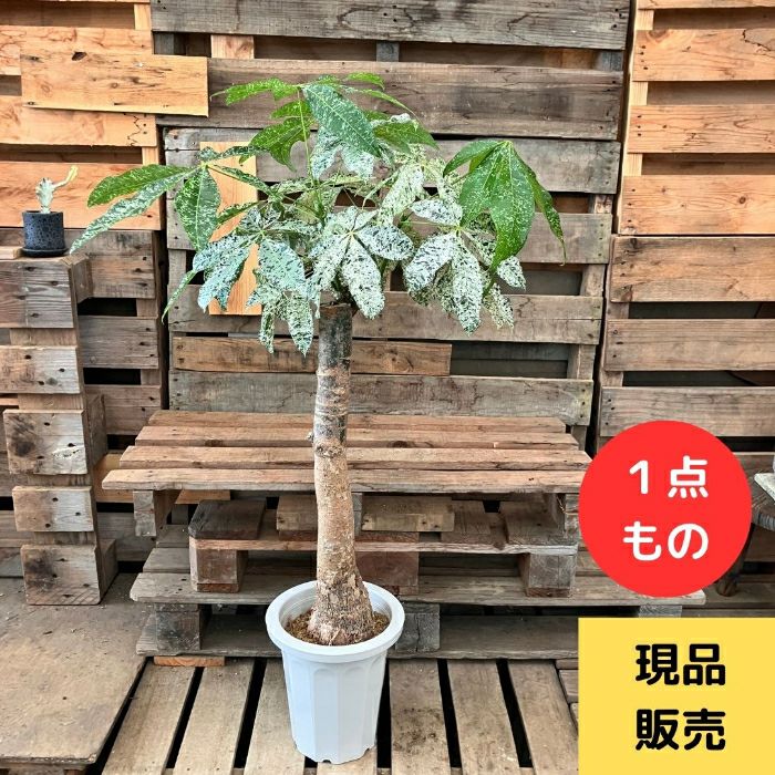 観葉植物現品販売