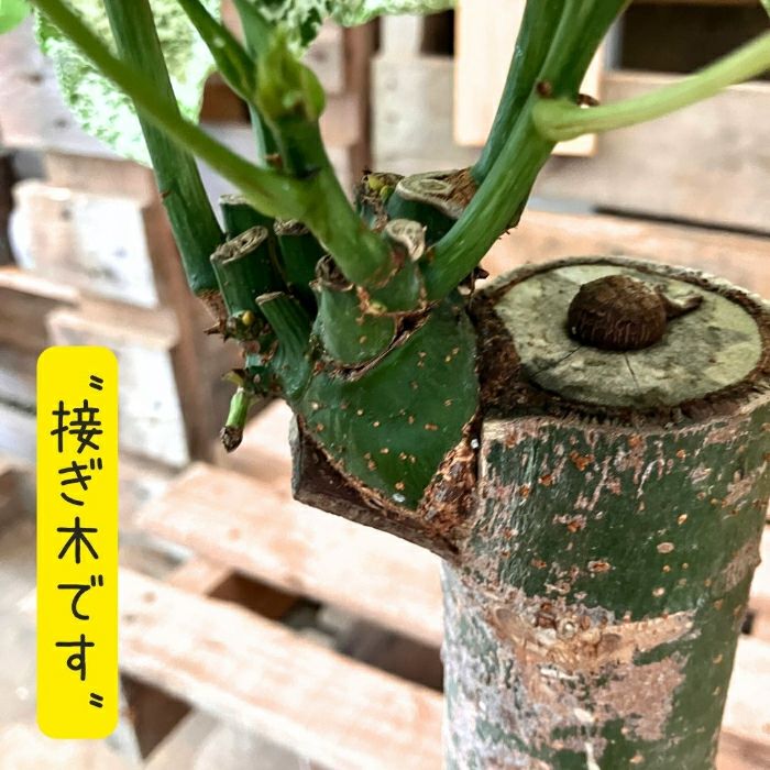 観葉植物現品販売