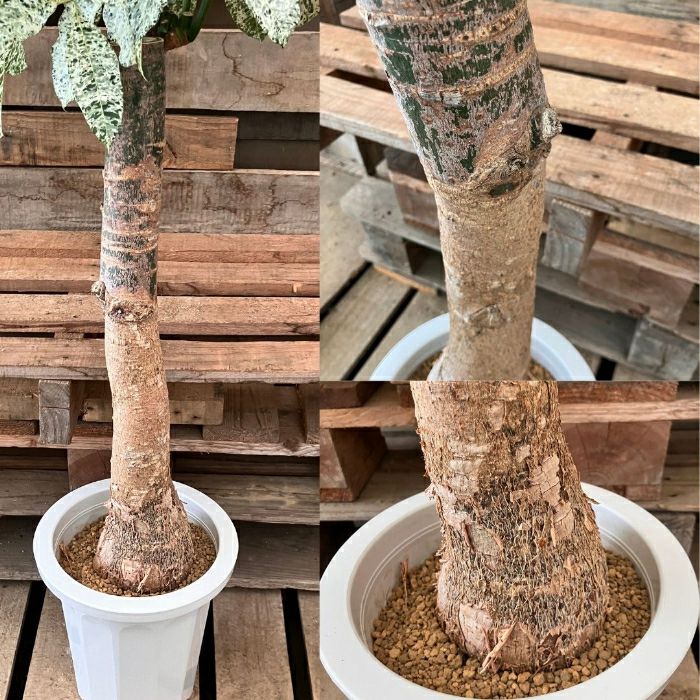 観葉植物現品販売