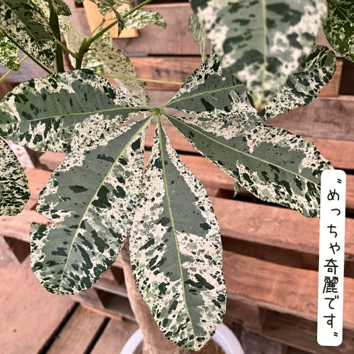 観葉植物現品販売