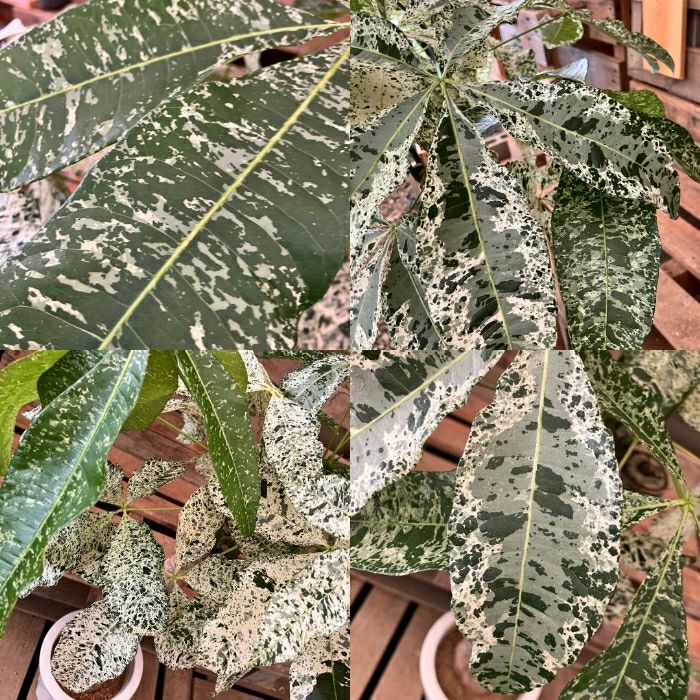 観葉植物現品販売