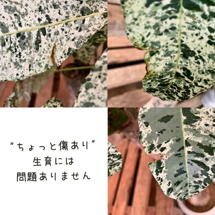 観葉植物現品販売