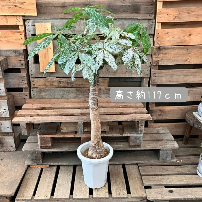 観葉植物現品販売