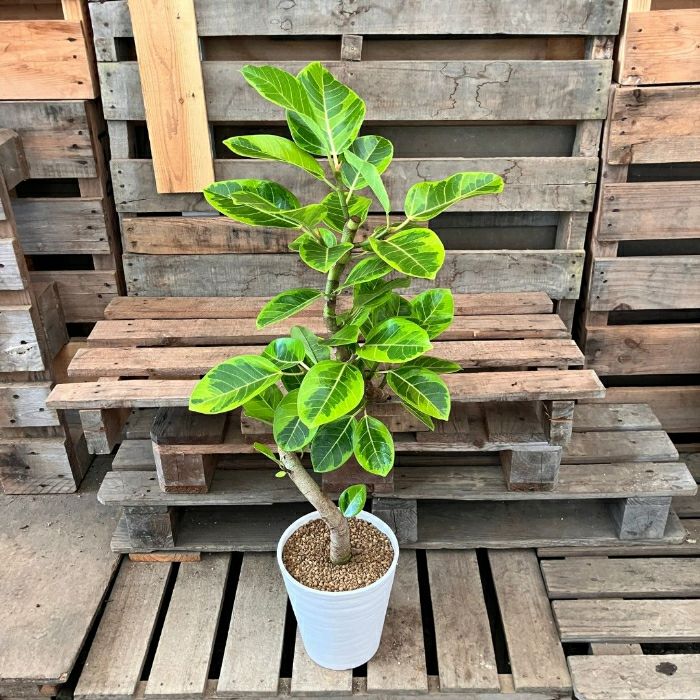 観葉植物現品販売