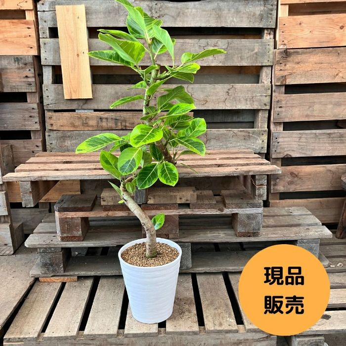 観葉植物現品販売