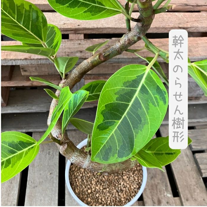 観葉植物現品販売