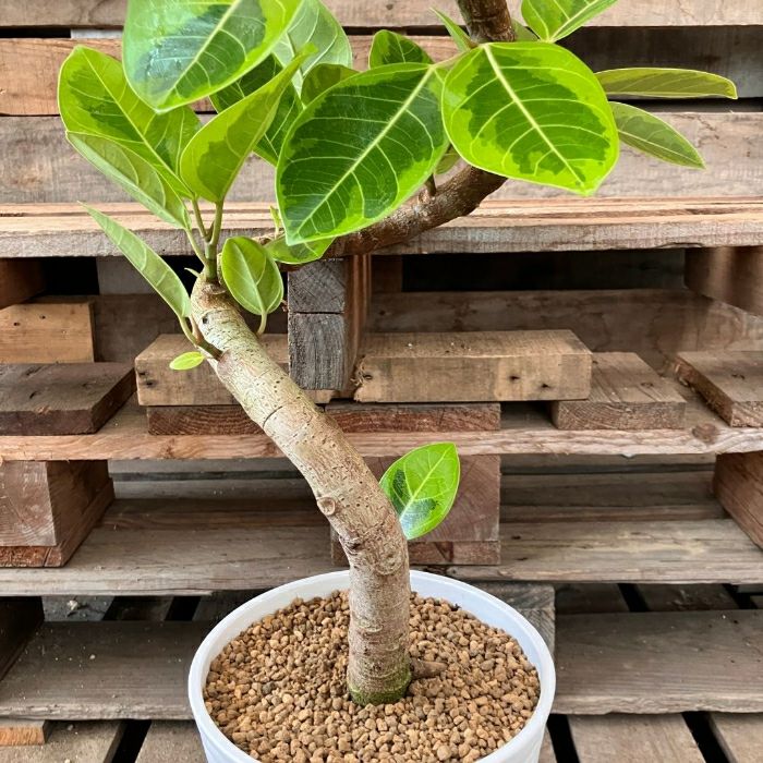 観葉植物現品販売