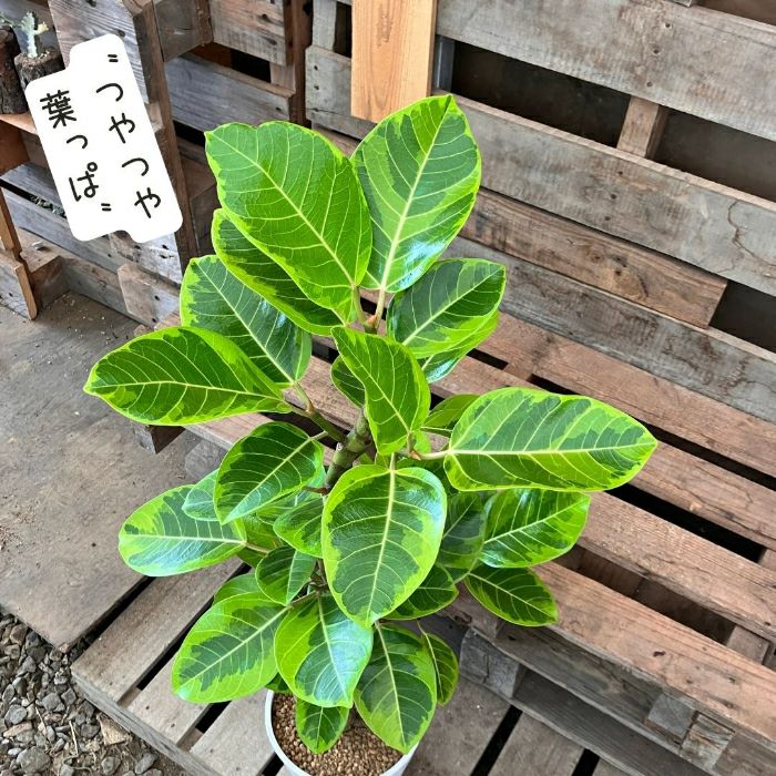 観葉植物現品販売