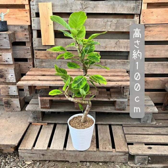 観葉植物現品販売