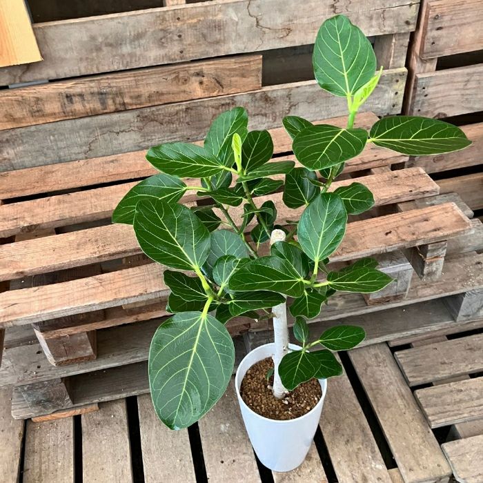 観葉植物現品販売