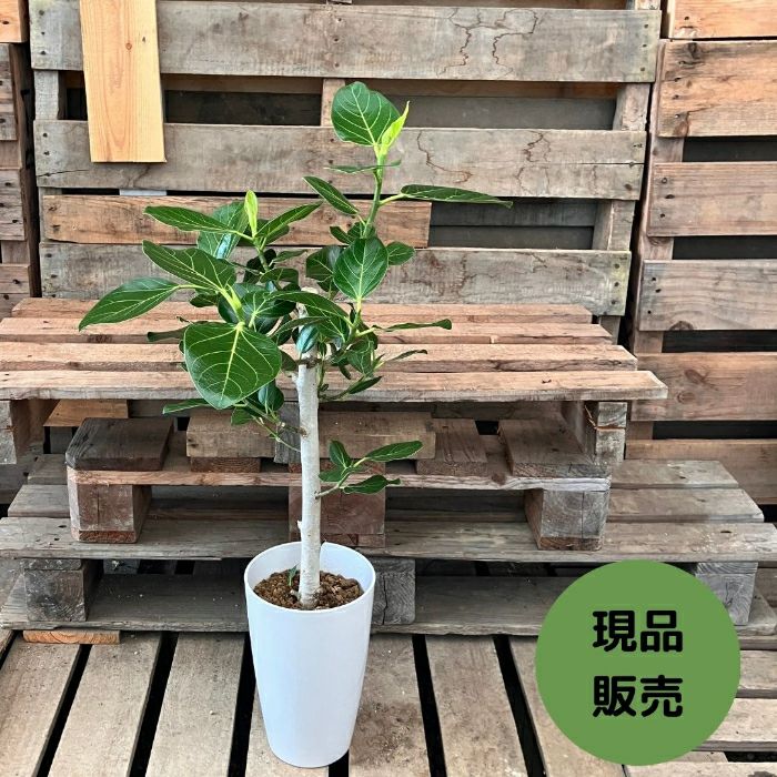 観葉植物現品販売