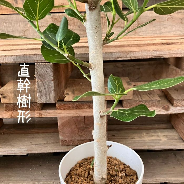 観葉植物現品販売