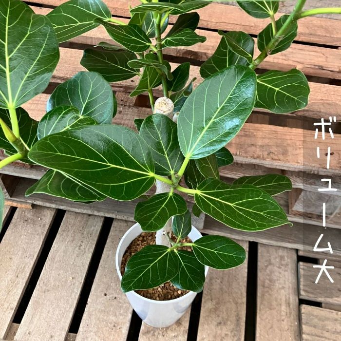 観葉植物現品販売