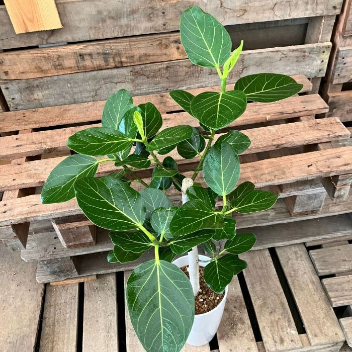 観葉植物現品販売