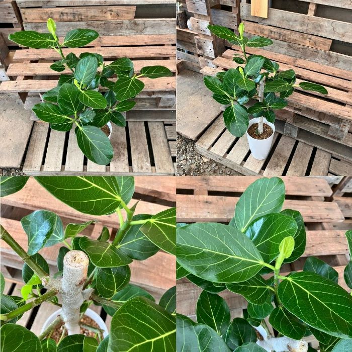 観葉植物現品販売