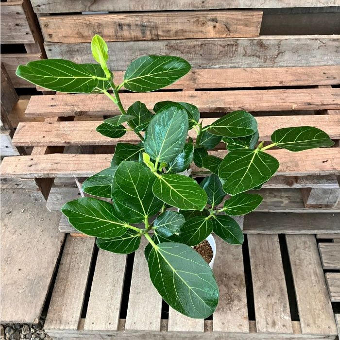 観葉植物現品販売