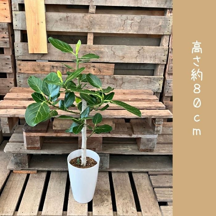 観葉植物現品販売