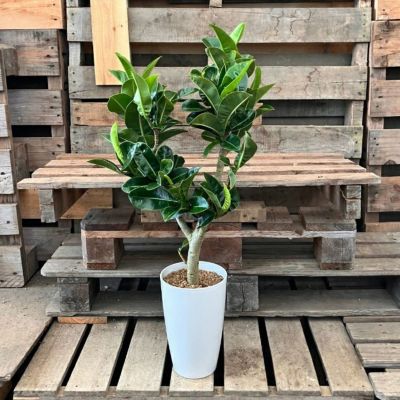 ［現品］【希少】K フィカス　エラスティカ　アポロ　観葉植物　室内　アポロゴム 現品］【希少】K フィカス エラスティカ アポロ 観葉植物 室内