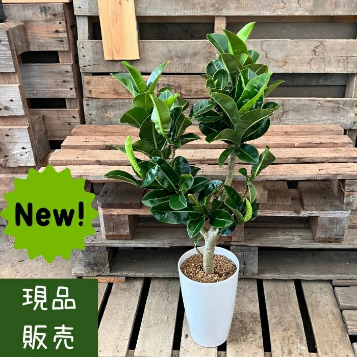 観葉植物現品販売