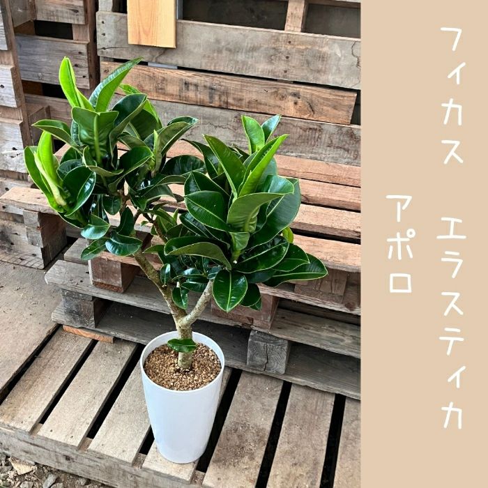 観葉植物現品販売