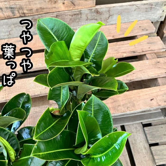 観葉植物現品販売