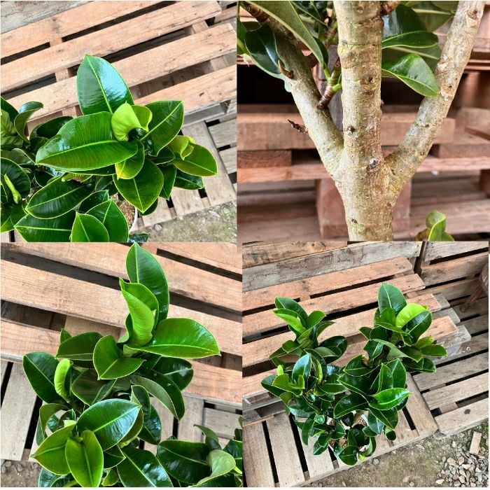 観葉植物現品販売