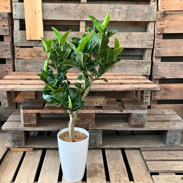 観葉植物現品販売