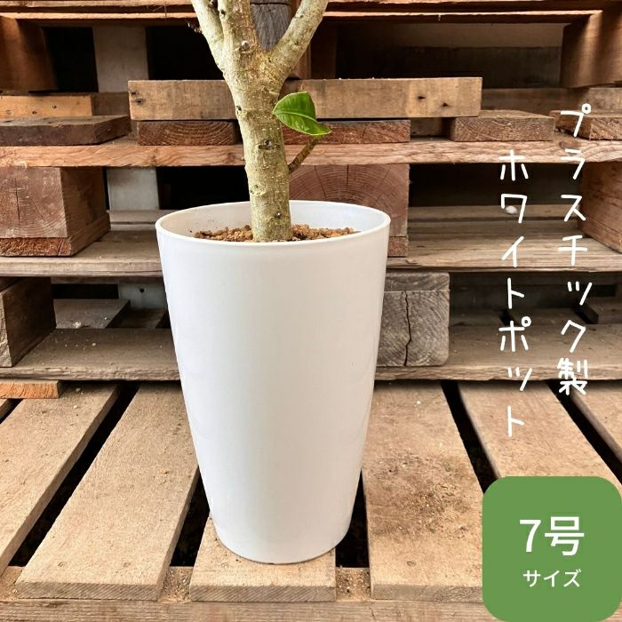 観葉植物現品販売