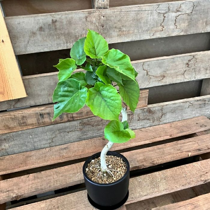 観葉植物現品販売