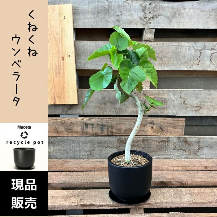 観葉植物現品販売