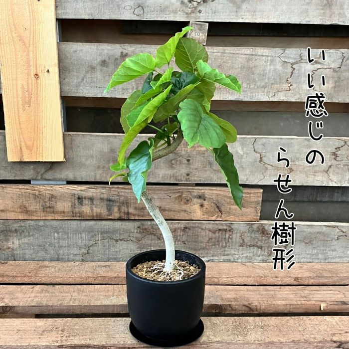 観葉植物現品販売