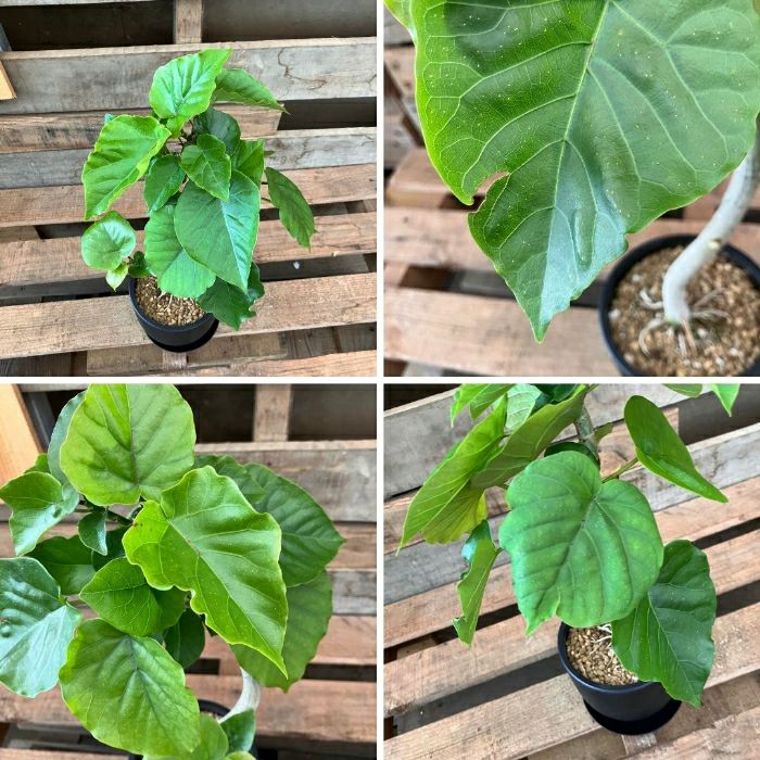 観葉植物現品販売