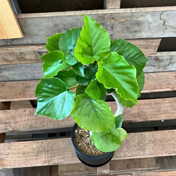 観葉植物現品販売