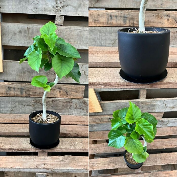 観葉植物現品販売