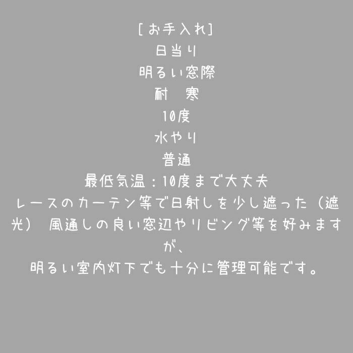 観葉植物現品販売