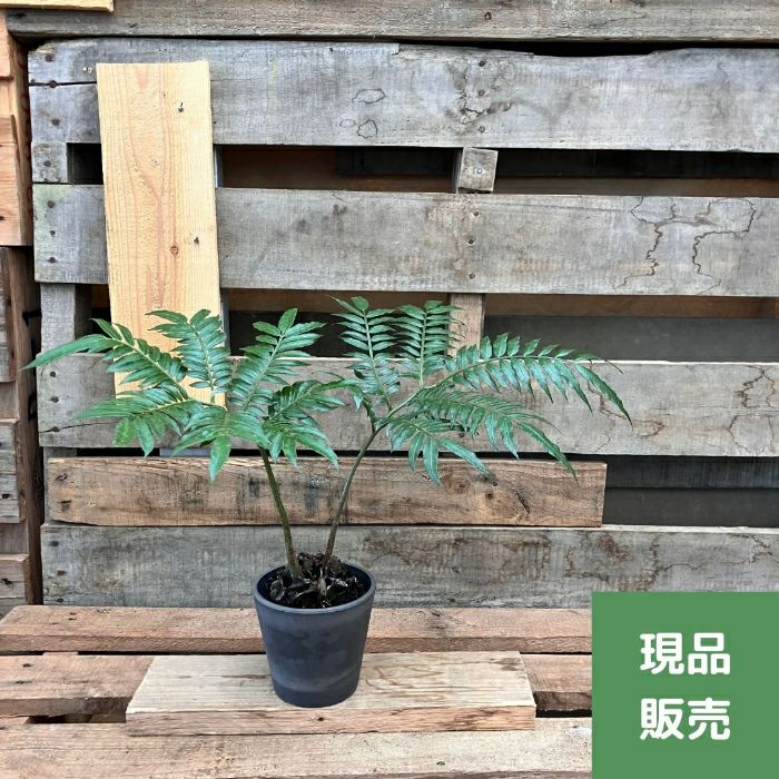 観葉植物現品販売