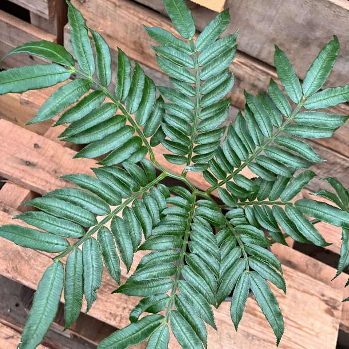 観葉植物現品販売