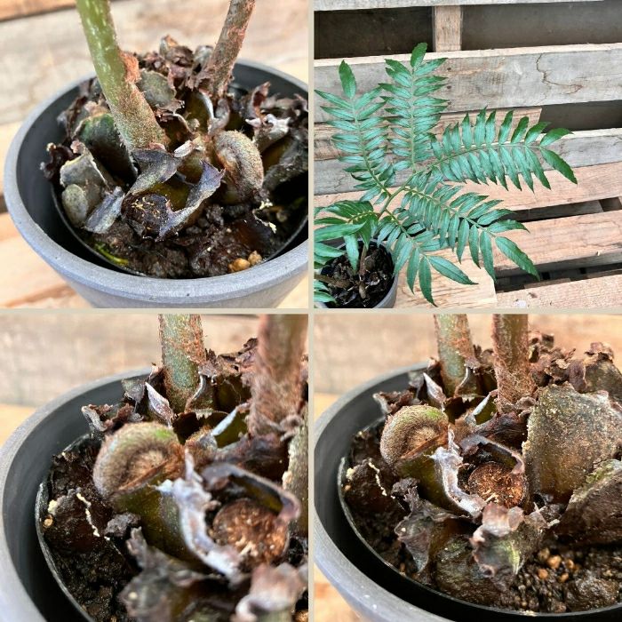 観葉植物現品販売