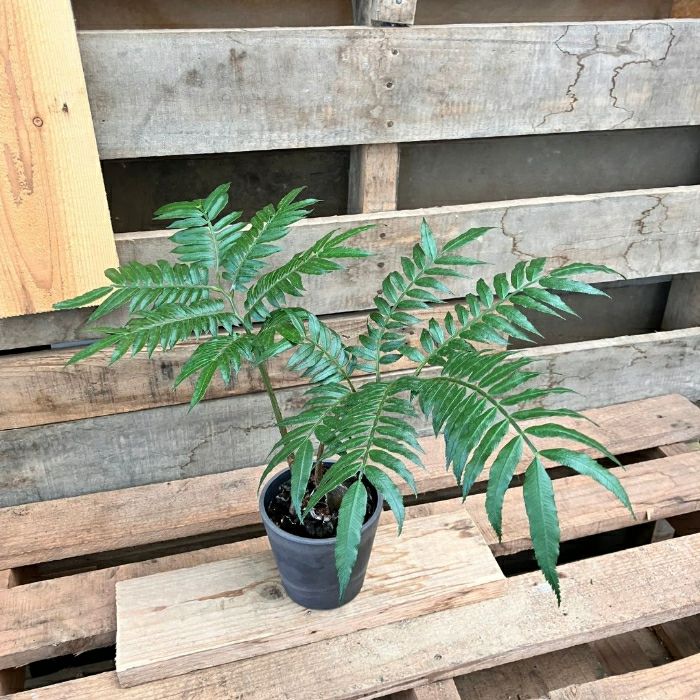 観葉植物現品販売