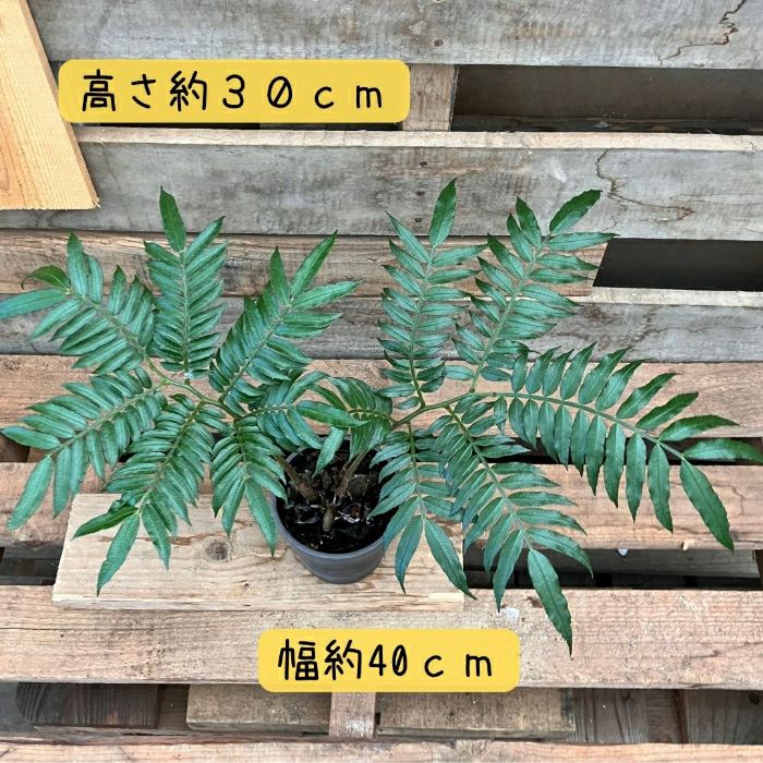 観葉植物現品販売