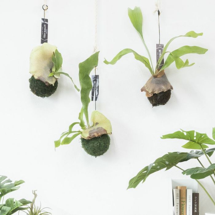 コウモリラン 育成個体 プラティセリウム・ネザーランド 苔玉 観葉植物 訳あり